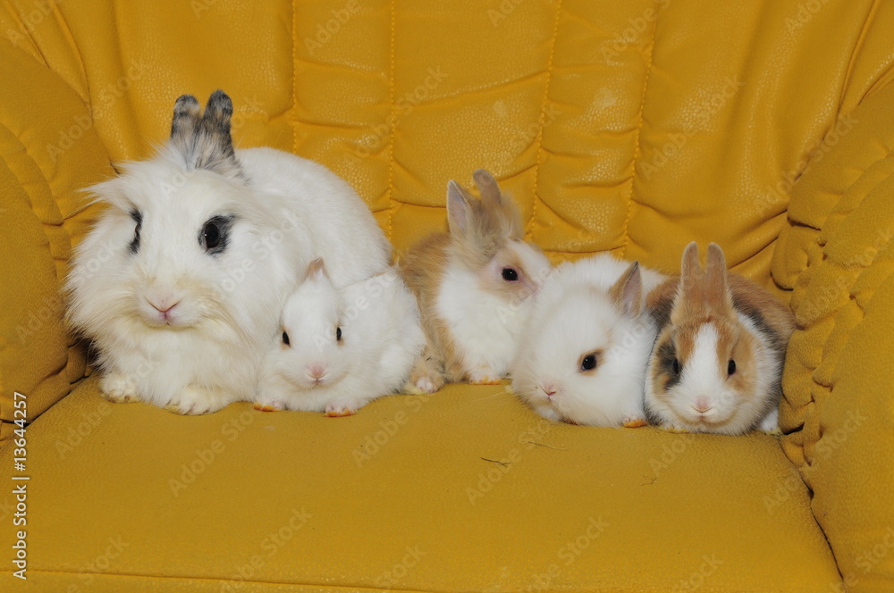 Fototapeta premium Kaninchen - Nest - Familie