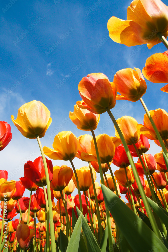 Obraz premium Tulpen