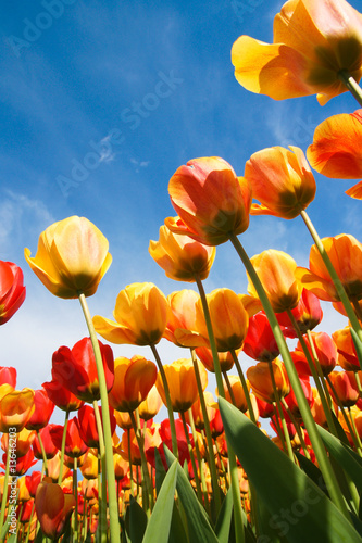 Tulpen