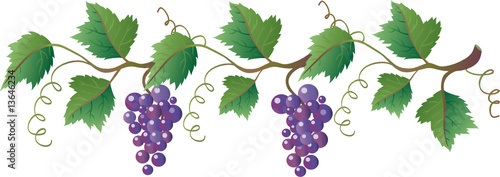 Grapevine with dark blue grapes