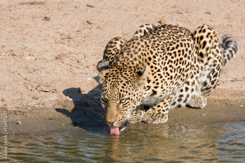 Leopard trinkt an Wasserstelle