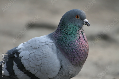 Rock grey pigeon close up © Akont