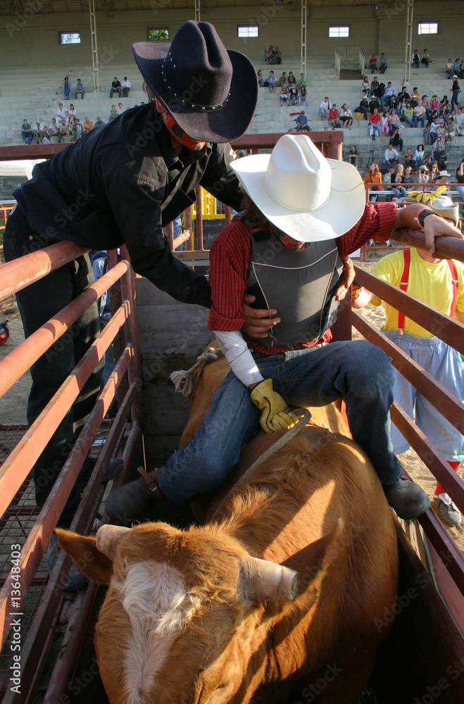 Rodeo bull before the start time. Rodeo bull before the start time.