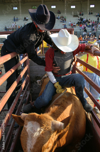 Rodeo bull before the start time.