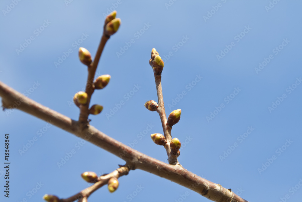 Fototapeta premium Buds on branch