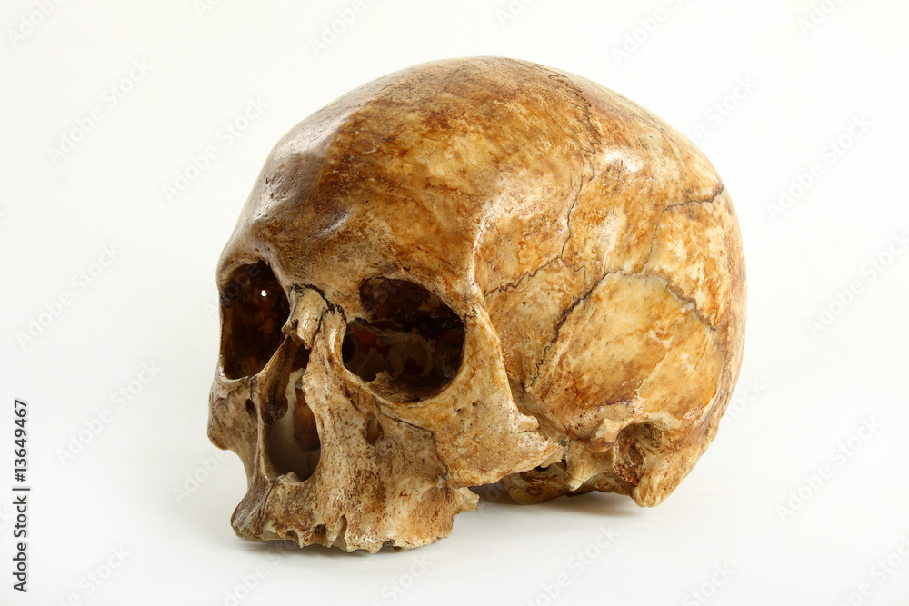 Fototapeta premium Skull