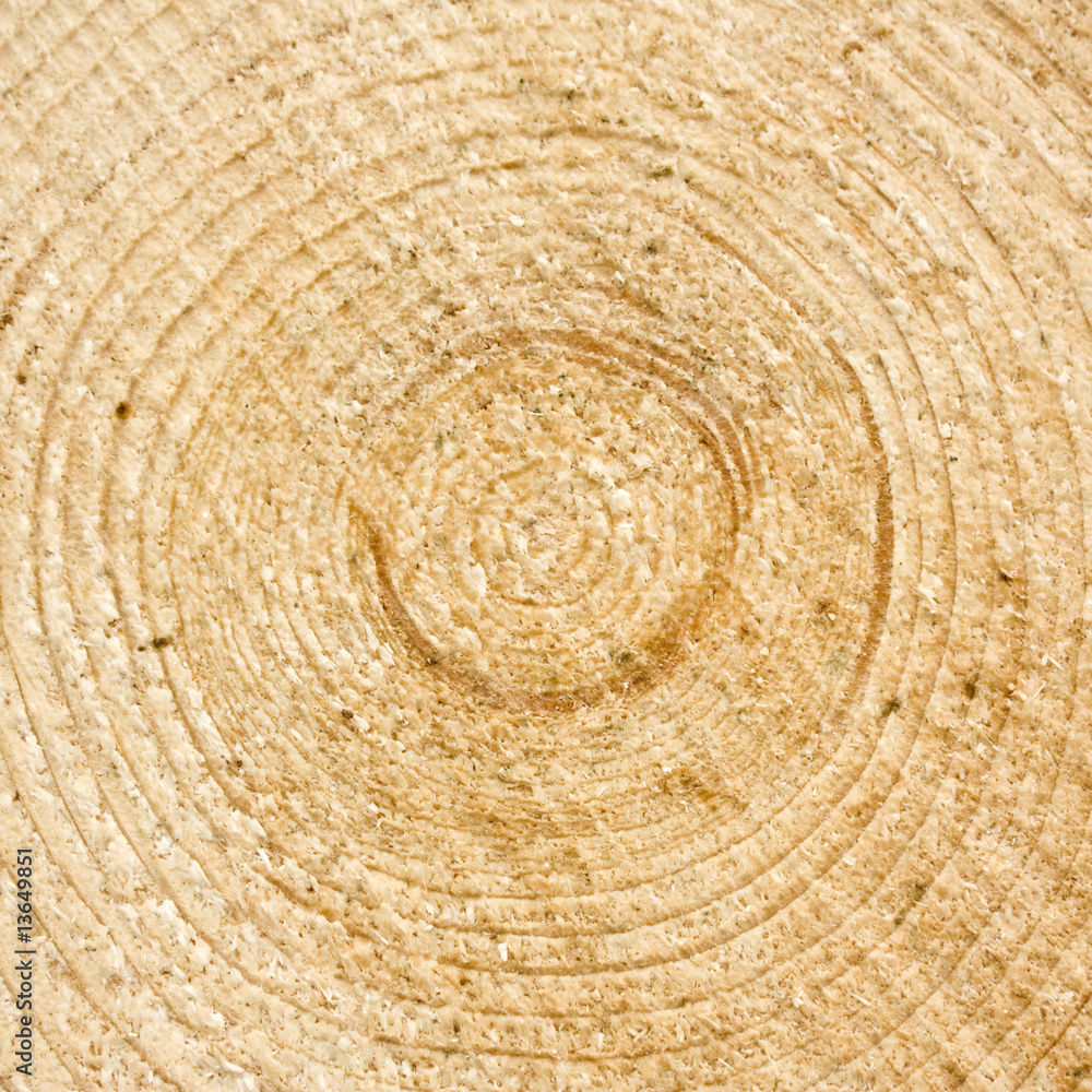 Naklejka premium gefällter Baum