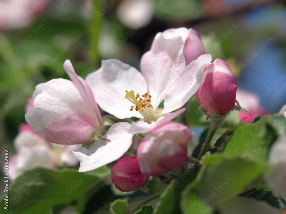 Apfelblüte Apfelblüte