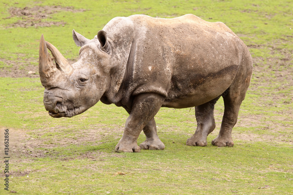 Obraz premium Rhino