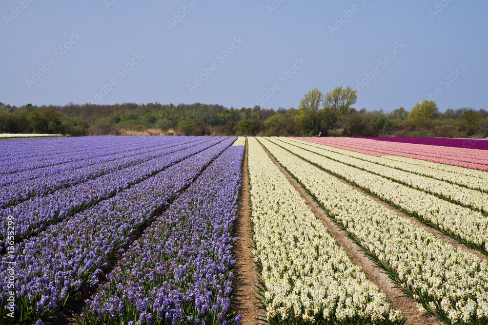 colorful fields of hyacinths under a nice blue sky