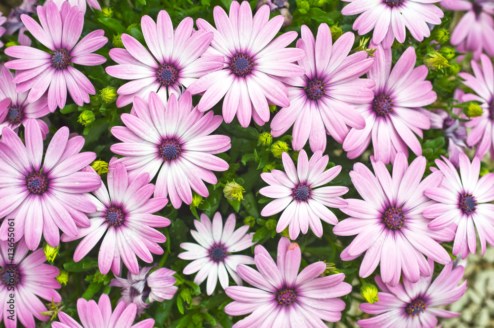 Fototapeta premium background with violet flowers
