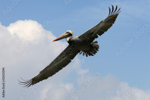 Grey pelican in flight © redav