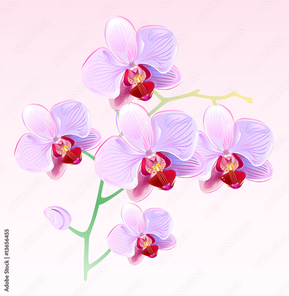 Obraz Orchids
