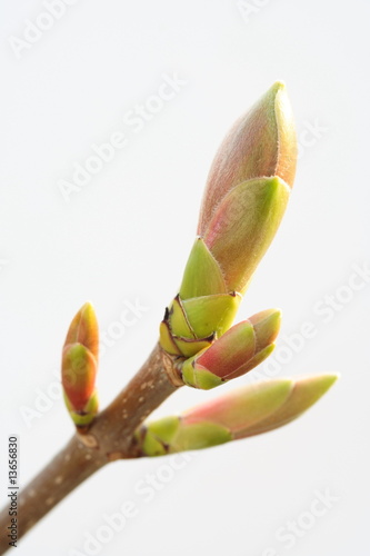 Blattknospen  Bergahorn  Acer pseudoplatanus 