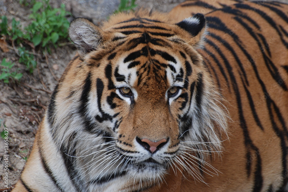 Fototapeta premium yellow predator