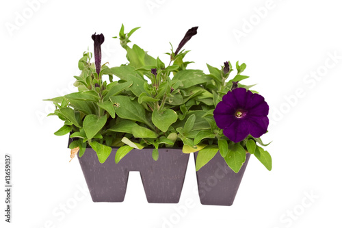 Pack of petunias isolated on white