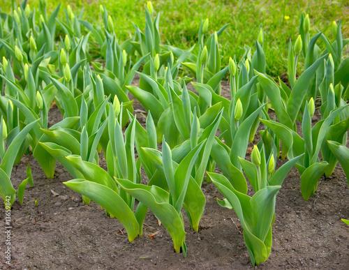 stems of tulip