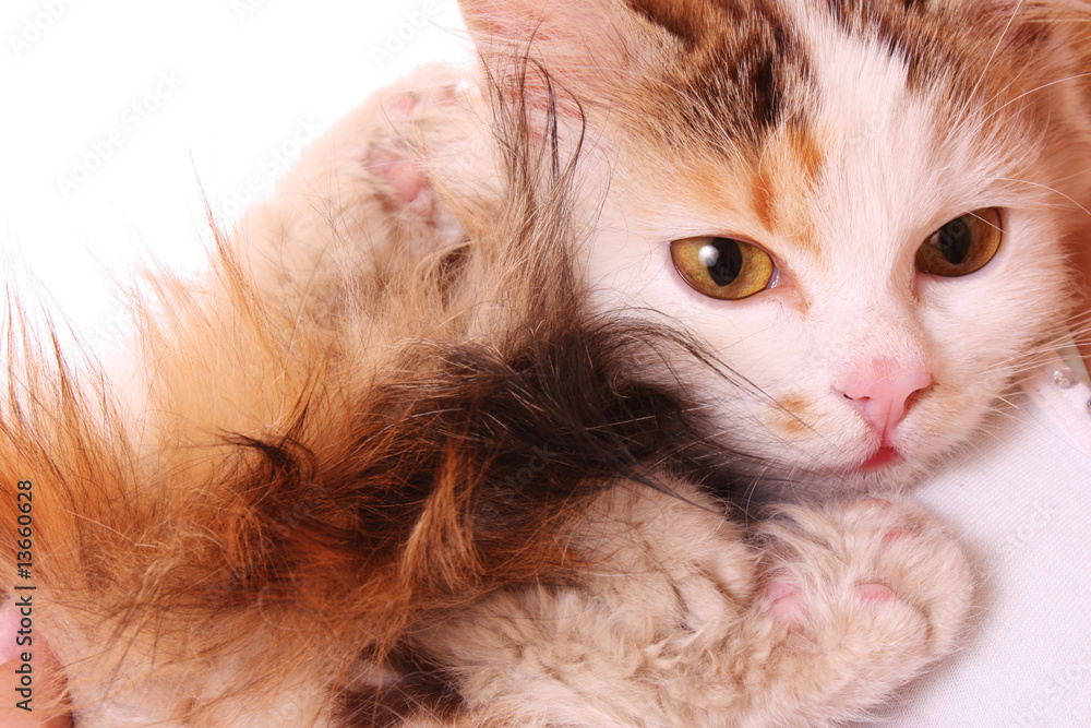 Cat Cat