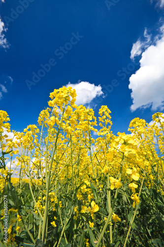 Oilseed Rape crop and blue sky