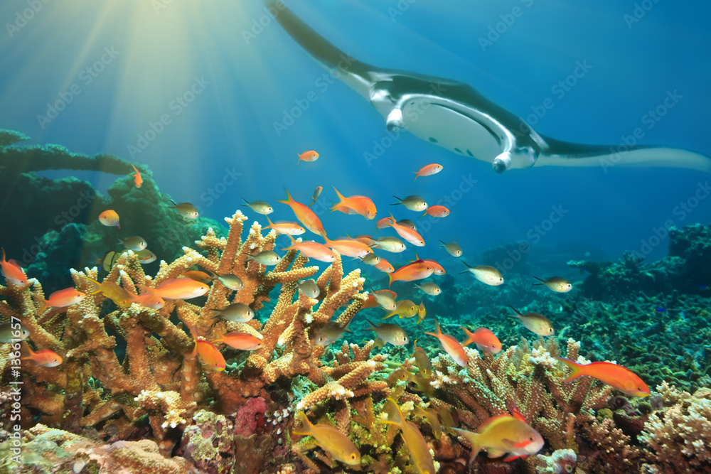 Fishes and manta ray - obrazy, fototapety, plakaty 