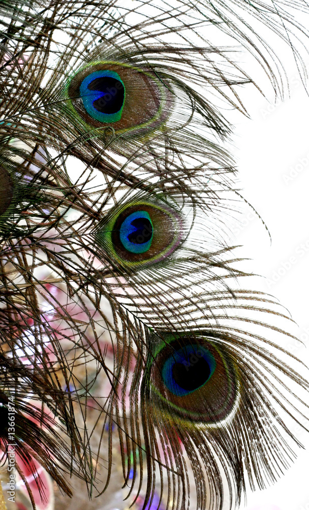 Obraz premium Peacock feathers.