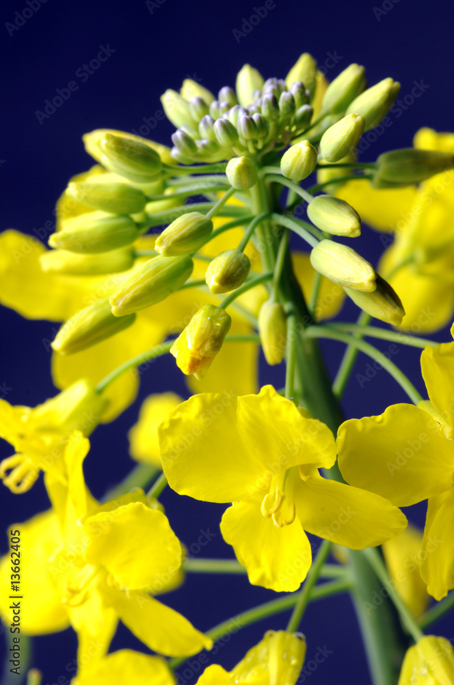 Obraz premium Fiori di colza - Brassica napus arvensis