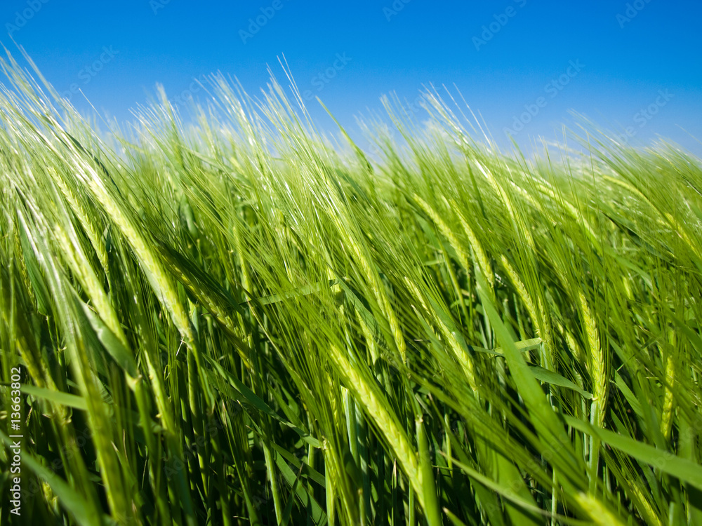 green wheat and windy weather