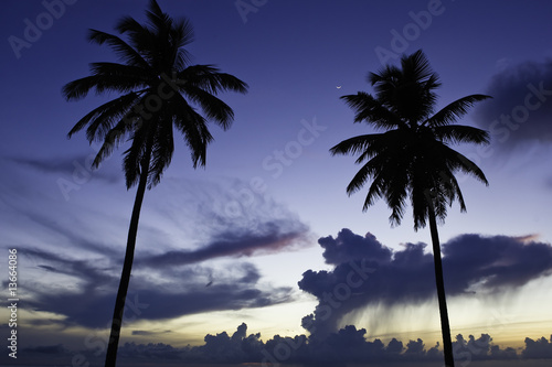 Two black palm on night beach