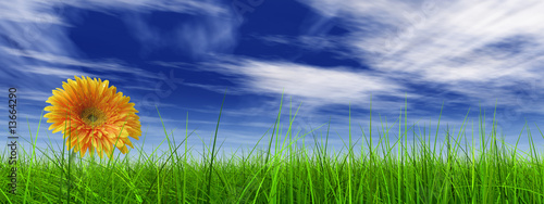 3D grass over a blue sky banner with a natural orange flower