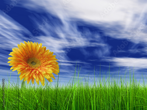 3D grass over a blue sky with a natural orange flower