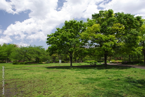 Fototapeta Naklejka Na Ścianę i Meble -  猿江恩賜公園の２本の木