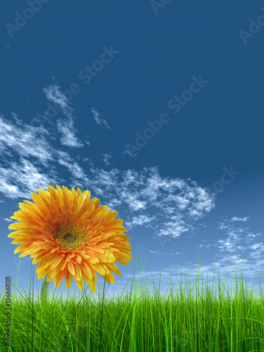 high resolution 3D grass over sky with a orange flower