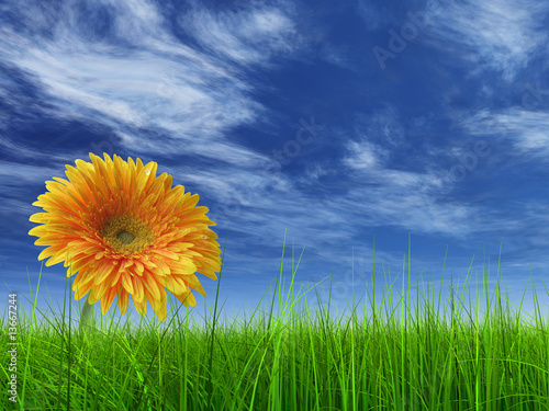 3D grass over a blue sky with a natural orange flower