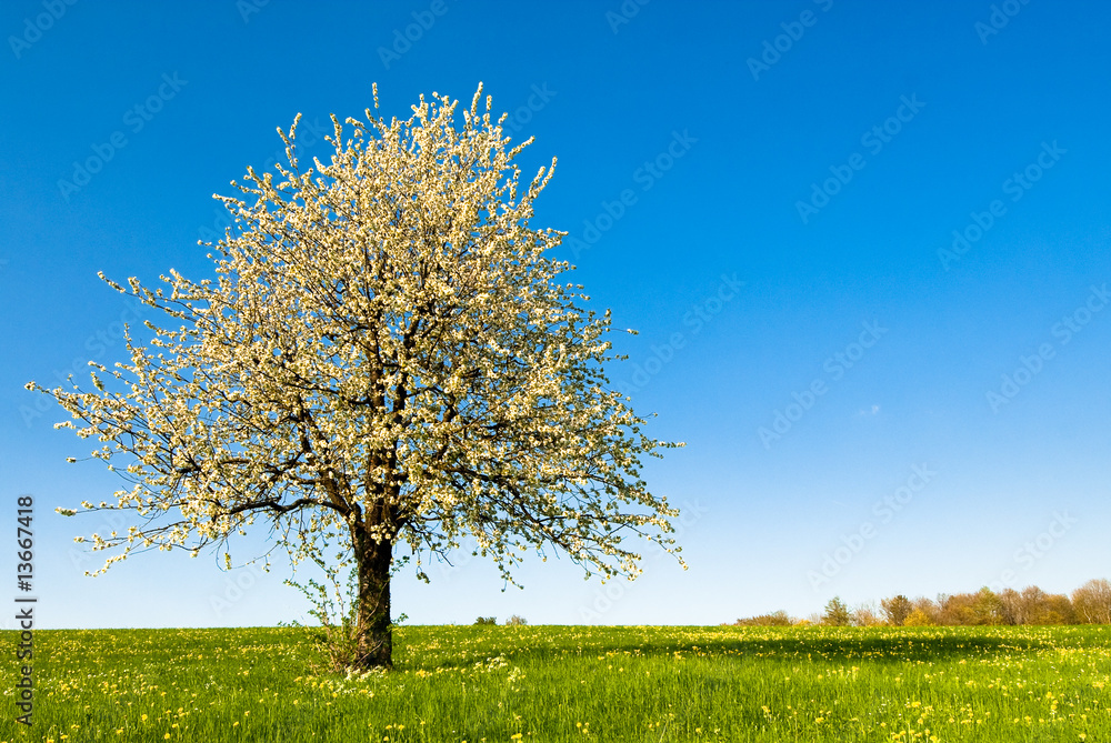 Obraz premium cherry tree in spring
