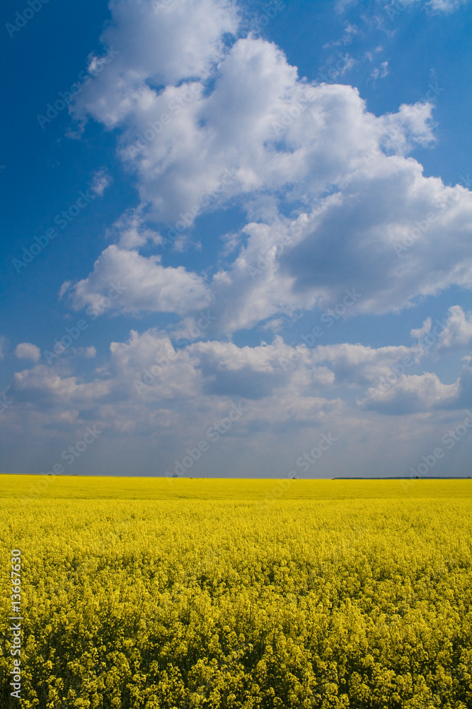 Wheat and canola field with blue sky