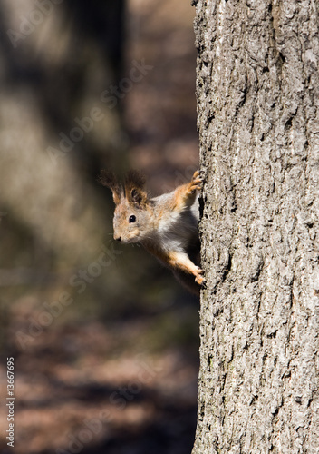 Curious squirrel © Maslov Dmitry