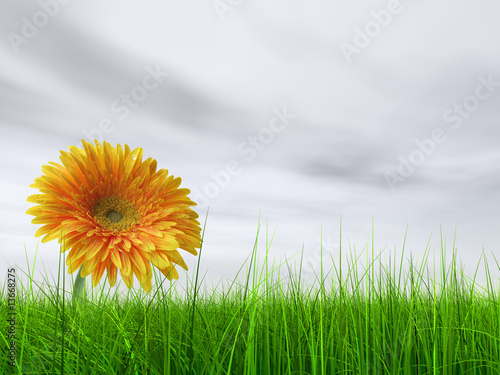 3D grass over a grey sky with a natural orange flower