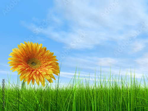 3D grass over a blue sky with a natural orange flower