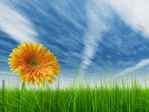 3D grass over a blue sky with a natural orange flower