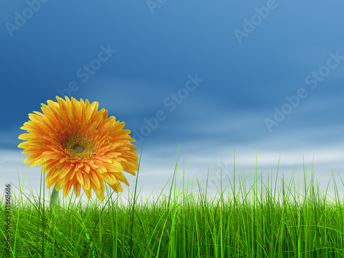 3D grass over a blue sky with a natural orange flower