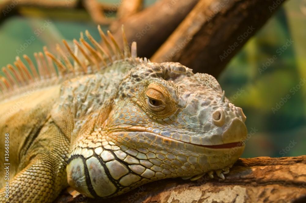 sleeping iguana on a tree