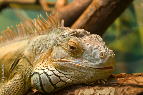 sleeping iguana on a tree © grekoff