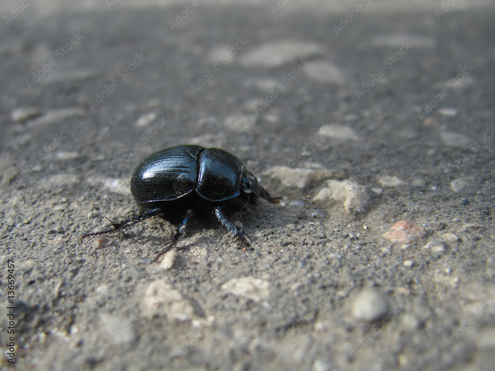 Insect beetle nature close-up Insect beetle nature close-up