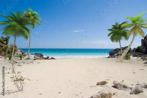 plage et palmier photo