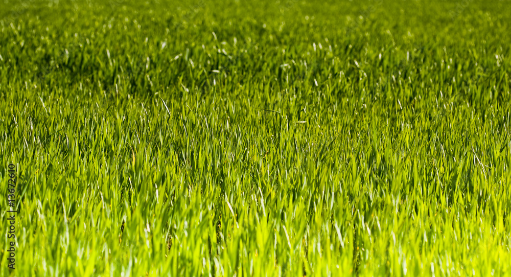 Wheat field Wheat field