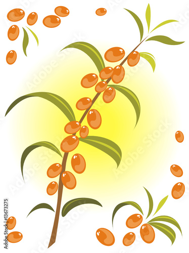 sea buckthorn