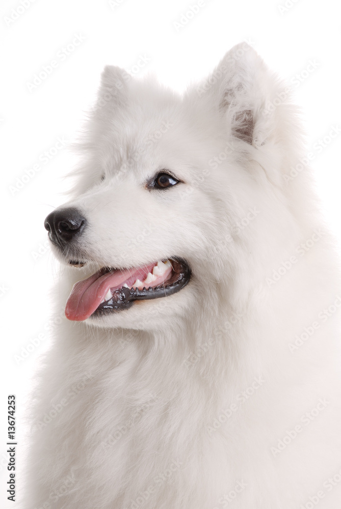 Samoed's dog on white background..