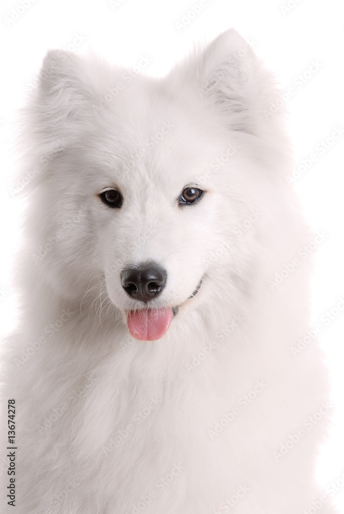 Samoed's dog on white background..