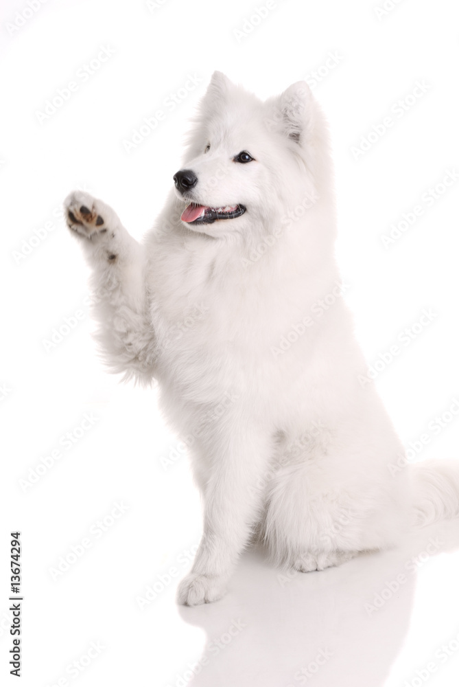 Samoed's dog on white background.. Samoed's dog on white background..