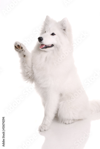 Samoed's dog on white background..